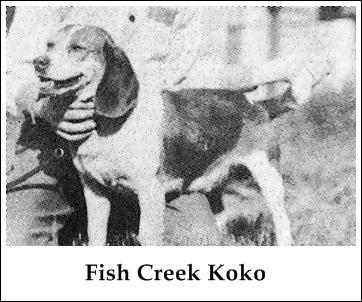 Fish Creek Koko
